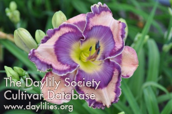 Daylily Now or Never
